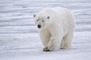 Polar Bear.jpg (203 KB)