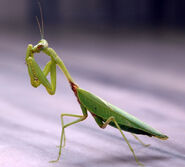 Praying Mantis as Itself