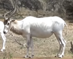 Addax