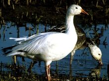 Snow-goose 711 600x450.jpg
