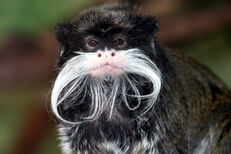 Tamarin, Emperor.jpg