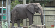 African Bush Elephant as Woolly Mammoth