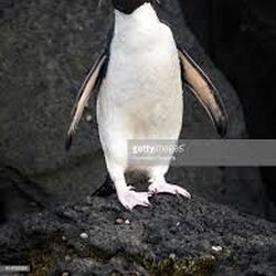 Eastern Rockhopper Penguin