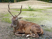 220px-Cervus elaphus barbarus, Tierpark Berlin, 523-629.jpg