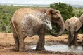 4283656-female-african-elephant-spraying-water-to-cool-down.jpg (242 KB)