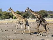 800px-Giraffa camelopardalis angolensis (courting)