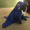 Hyacinth Macaw (Blue)