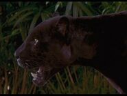 Black-panther-the-jungle-book-15