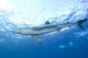 Blue Shark