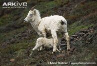 Dall-sheep-lamb-Ovis-dalli-dalli-suckling.jpg