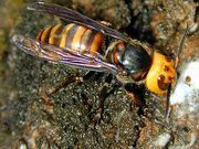 Hornet, Asian giant.jpg