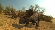 Protoceratops Dinosaur Planet