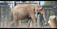 San Diego Zoo African Elephant