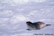 Seal, Ross.jpg