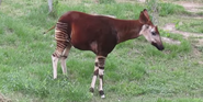 Sedgwick County Zoo Okapi