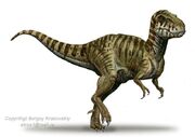 Siamotyrannus 3ff7.jpg
