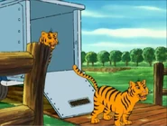 Siberean Tiger.png (388 KB)