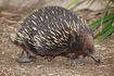 Short-Beaked Echidna