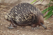 Short-Beaked Echidna as Merrick