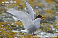 Tern, Arctic.jpg