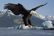 Bald Eagle as Bird