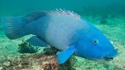 Blue groper.jpg