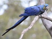 Hyacinth Macaw (V2)