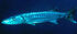 Great Barracuda (Sphyaena barracuda)