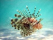 Lionfish with Spread Pectoral Fins