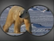 Little Einsteins Polar Bear.png (310 KB) Little Einsteins (2005-2009)