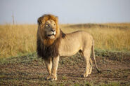 Southern African Lion as West African Lion