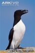 Razorbill