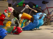 Various Birds as Dobos