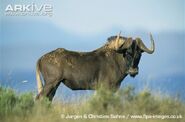 Black Wildebeest as Lester's Parents