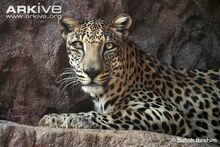 Captive-Arabian-leopard-portrait.jpg