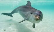 Dolphin, Bottle-Nosed