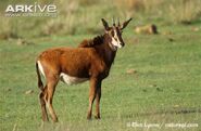 Sable Antelope as Cocomagh