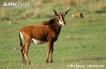 Female-Roosevelts-sable.jpg