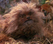 Fizzgig.jpg