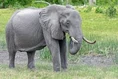 Gray Elephant.jpg (11 KB)