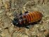 Madagascar Hissing Cockroach as Draconyx