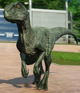 JWE Velociraptor