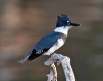 Kingfisher, Belted.jpg