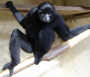Kloss Gibbon.jpg