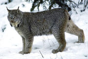 Lynx stand snow