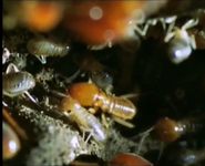 Termites as Pesties
