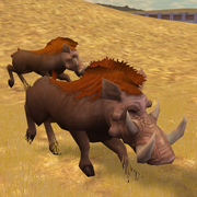 Metridiochoerus game zooempire2