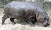 Pygmy Hippopotamus