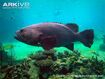 Queensland Grouper