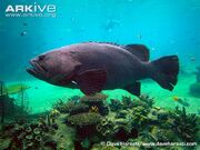 Queensland grouper